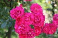 pretty-pink2