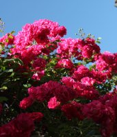 pretty-pink3