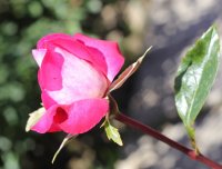 rose-gaujard