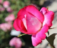 rose-gaujard2