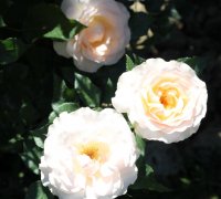sans-souci3