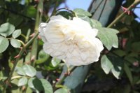 sombreuil