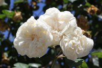 sombreuil2