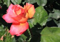 variegata-di-barni