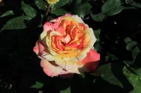 variegata-di-barn22