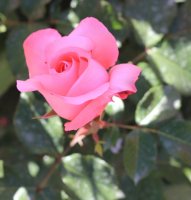 venere2