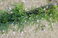 adiantifolia-cochet