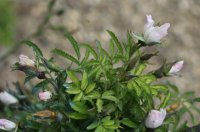 adiantifolia-cochet2
