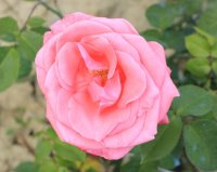 amazing-grace-3