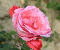 amazing-grace-33