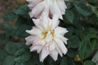 arethusa