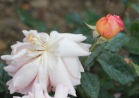 arethusa1