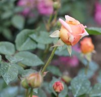 arethusa4