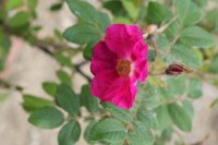 atropurpurea-paul1