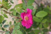 atropurpurea-paul11