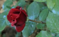 bel-ami