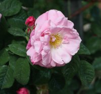 belle-amour-alba