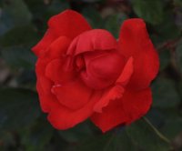 berenice-croix