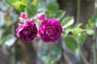 bleu-magenta