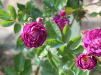 bleu-magenta2