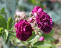 bleu-magenta3
