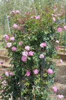 bougainville3