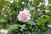 champneys-pink-cluster3