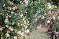 champneys-pink-cluster4