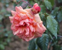 clementina-carbonari