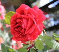 coup-de-foudre-cl