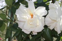croix-blanche