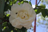  croix-blanche
