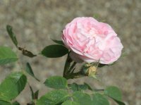 cuisse-de-nymphe2