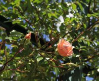 desire-bergera-barbiere