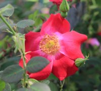 eddies-crimson3