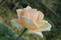 edmonde-charles-roux