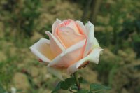 edmonde-charles-roux2