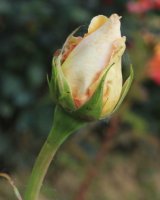 edmonde-charles-roux3