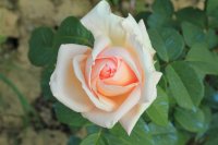 edmonde-charles-roux4
