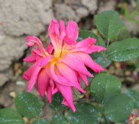 elvira-aramayo
