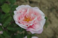 eva-de-grossouvre11