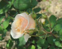 fleur-cowles