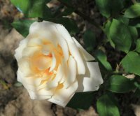 fleur-cowles2