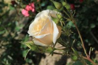 fleur-cowles3