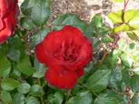 black-cherry1.jpg