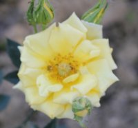 gioiello