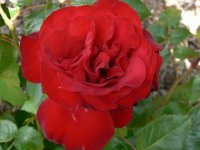 black-cherry2.jpg