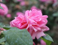 grace-darling1