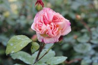 grace-darling22