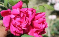 lady-clonbruck2